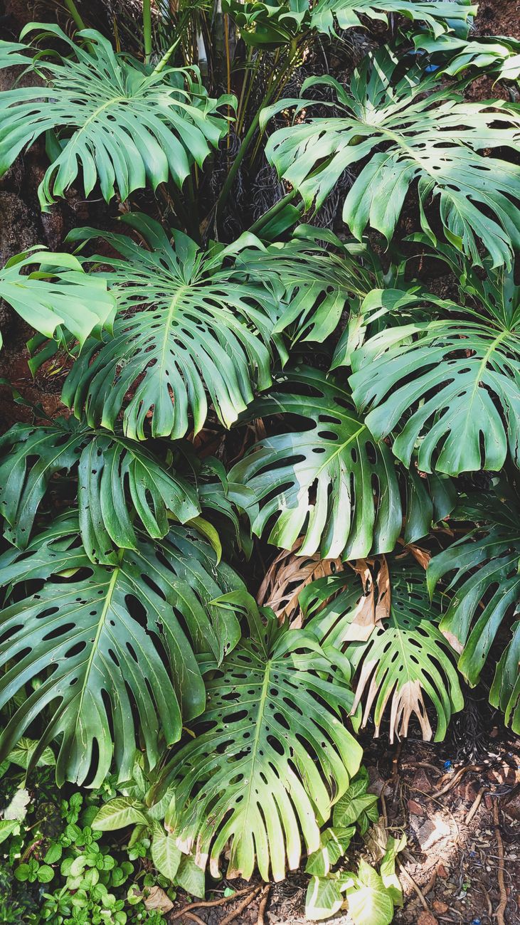 Vibrant monstera leaves showcasing lush greenery in a tropical garden setting.. vibrant, monstera, leaves