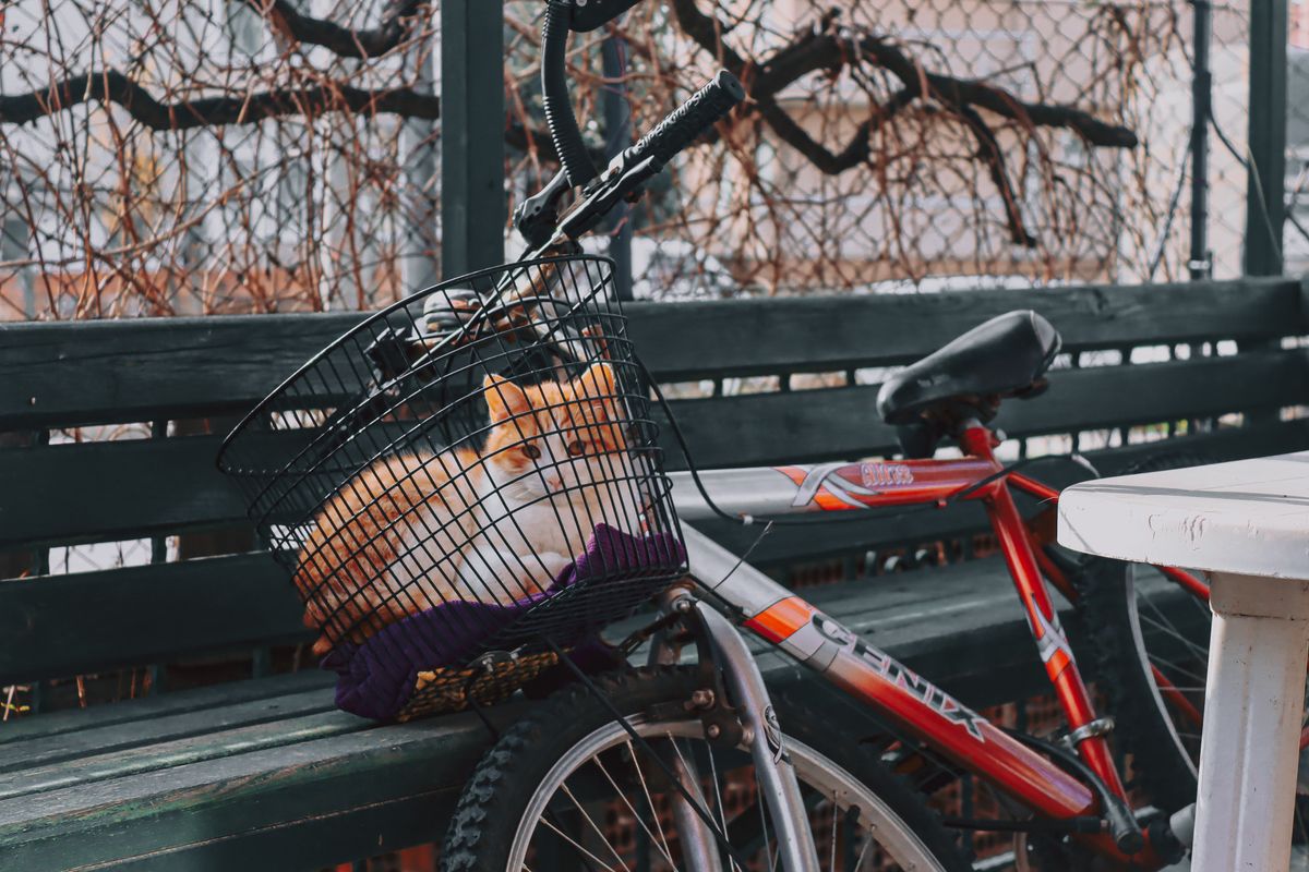 Kat op de fiets: mag het en hoe vervoer je je kat veilig?