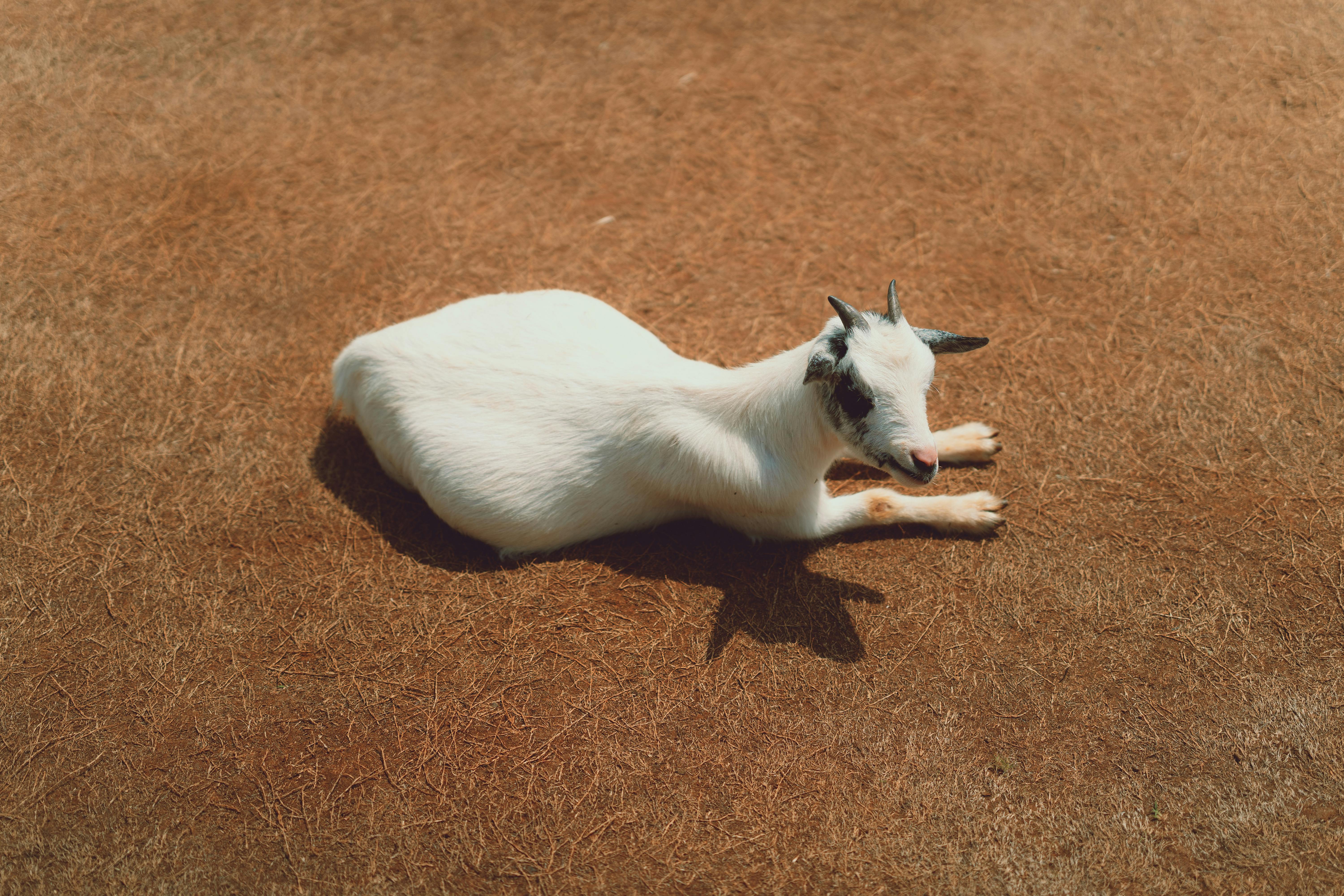 a goat laying down on the ground