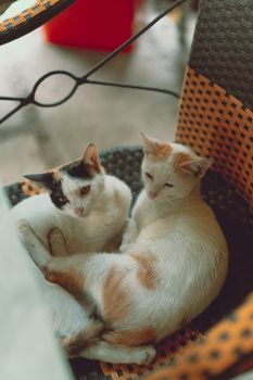 Two adorable kittens snuggled up on a wicker chair, exuding warmth and coziness.