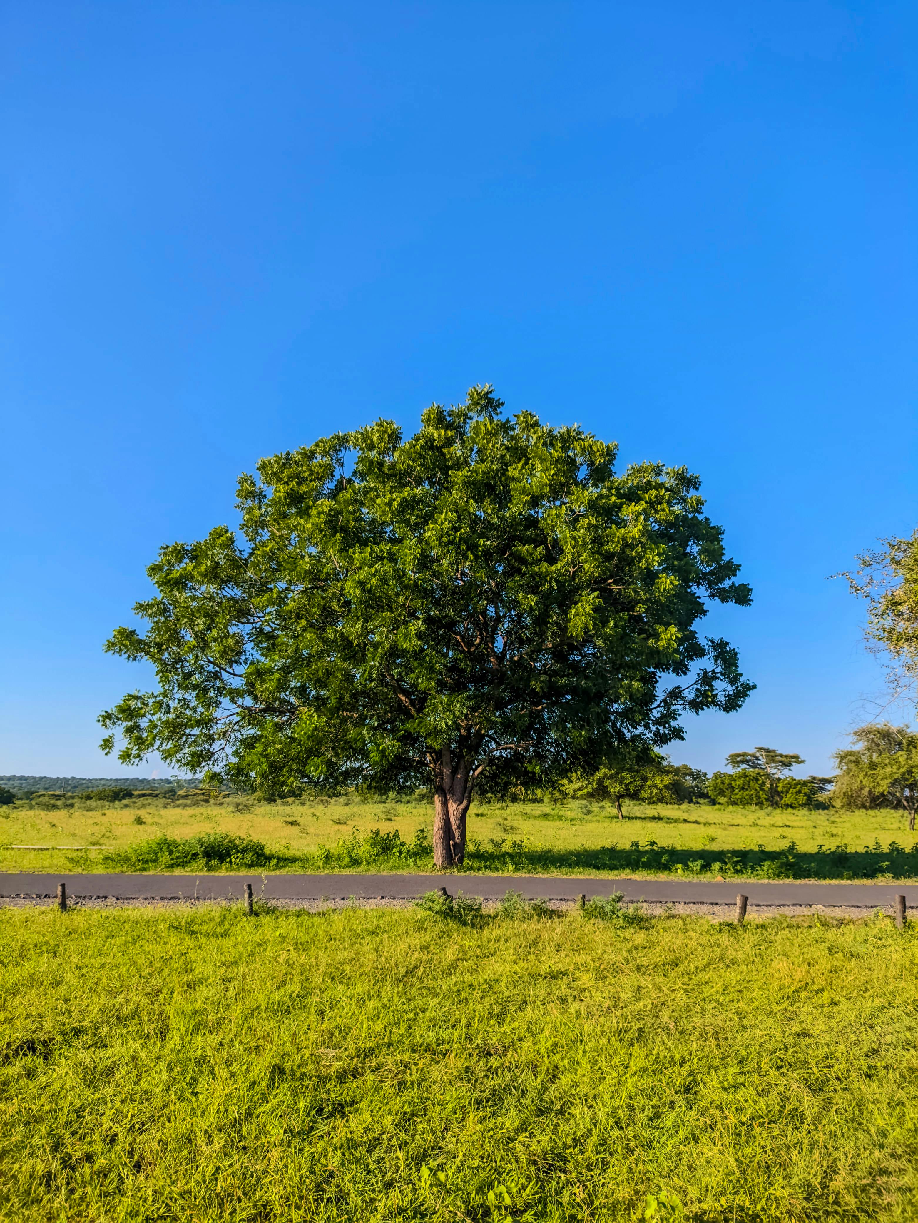A solitary tree standing in a lush green meadow under a bright blue sky, East Java, Indonesia.