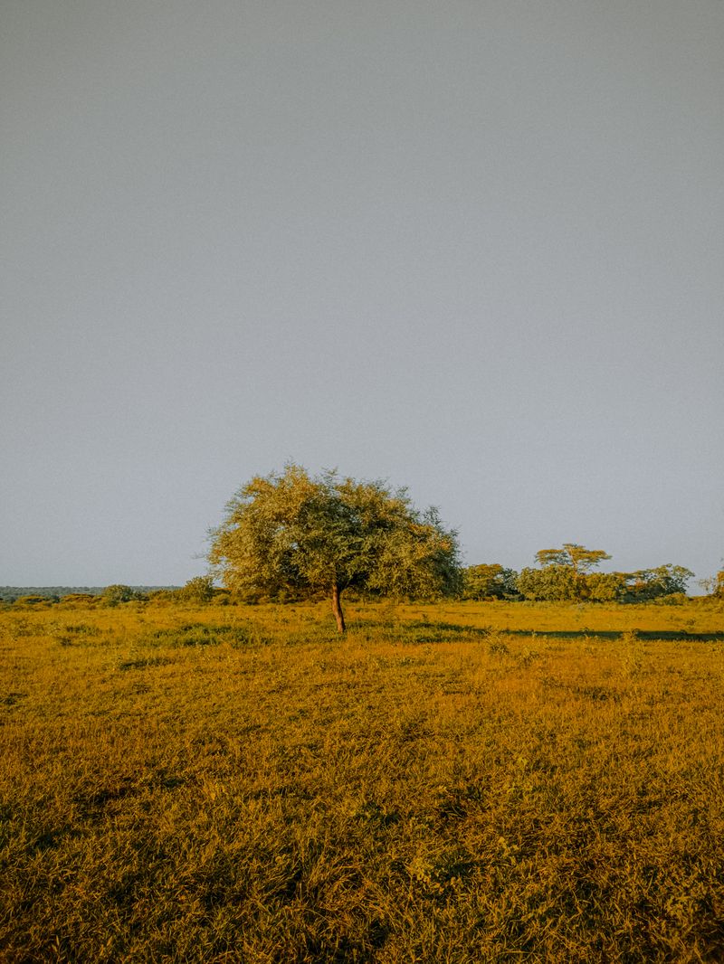 Hutan Baluran