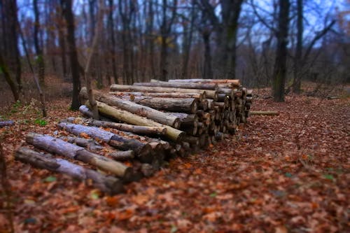 Free Pile of Fire Woods Stock Photo