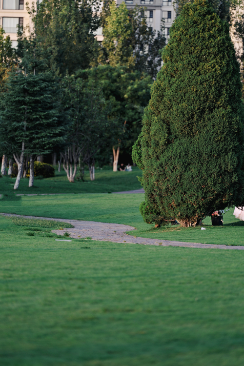 Free Serene park scene with lush greenery and a winding stone path among tall trees. Stock Photo