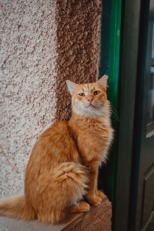 Free Charming ginger cat with fluffy fur sitting and staring cheerfully indoors, perfect for pet lovers. Stock Photo
