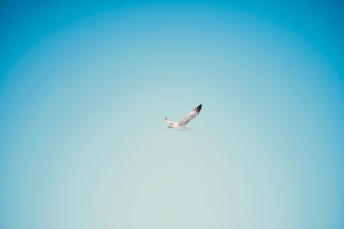 Free A solitary seagull gracefully flying against a vibrant blue sky, symbolizing freedom. Stock Photo