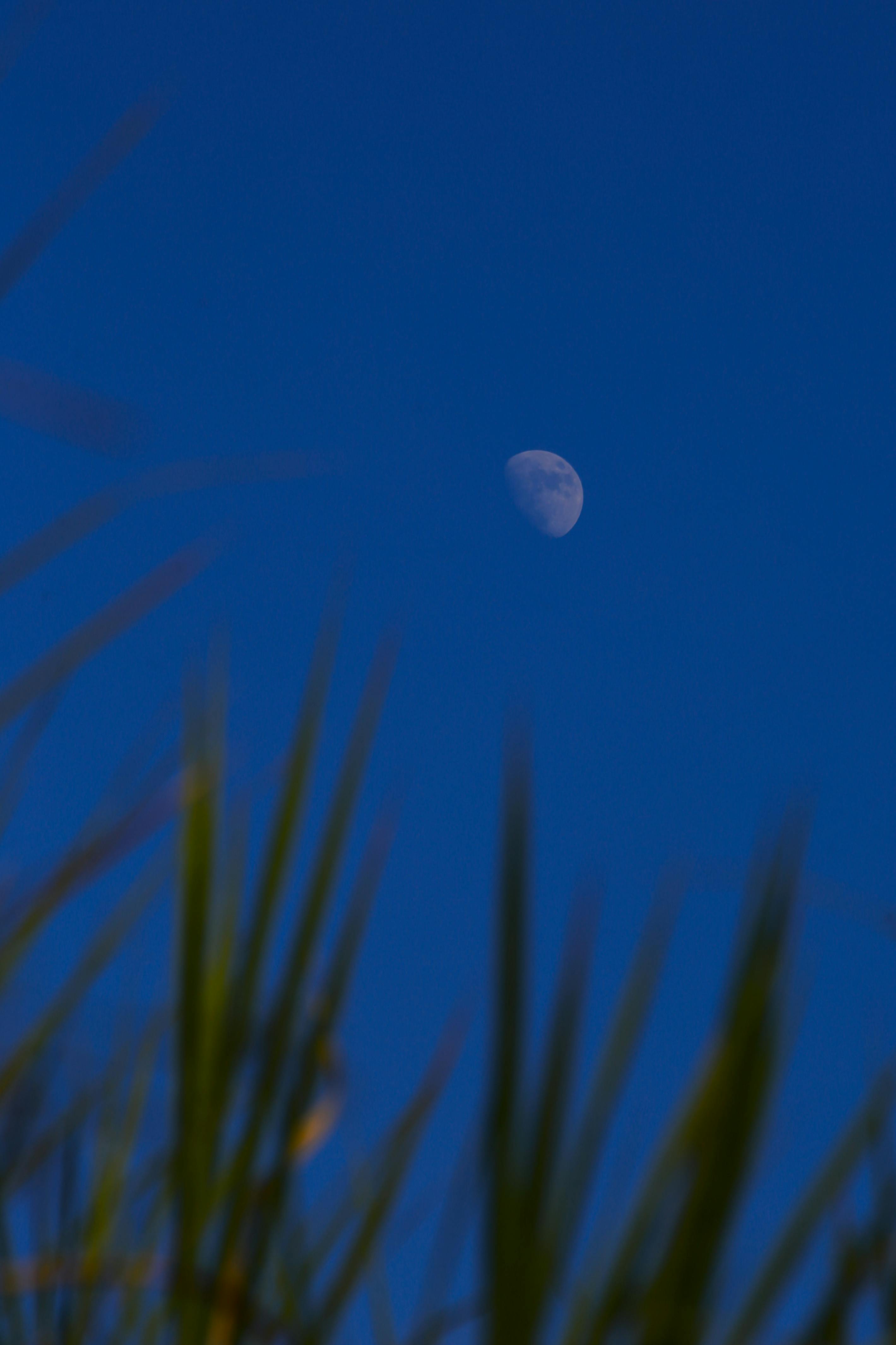 Capture of a moonlit sky with silhouettes of grass, evoking tranquility and connection with nature.