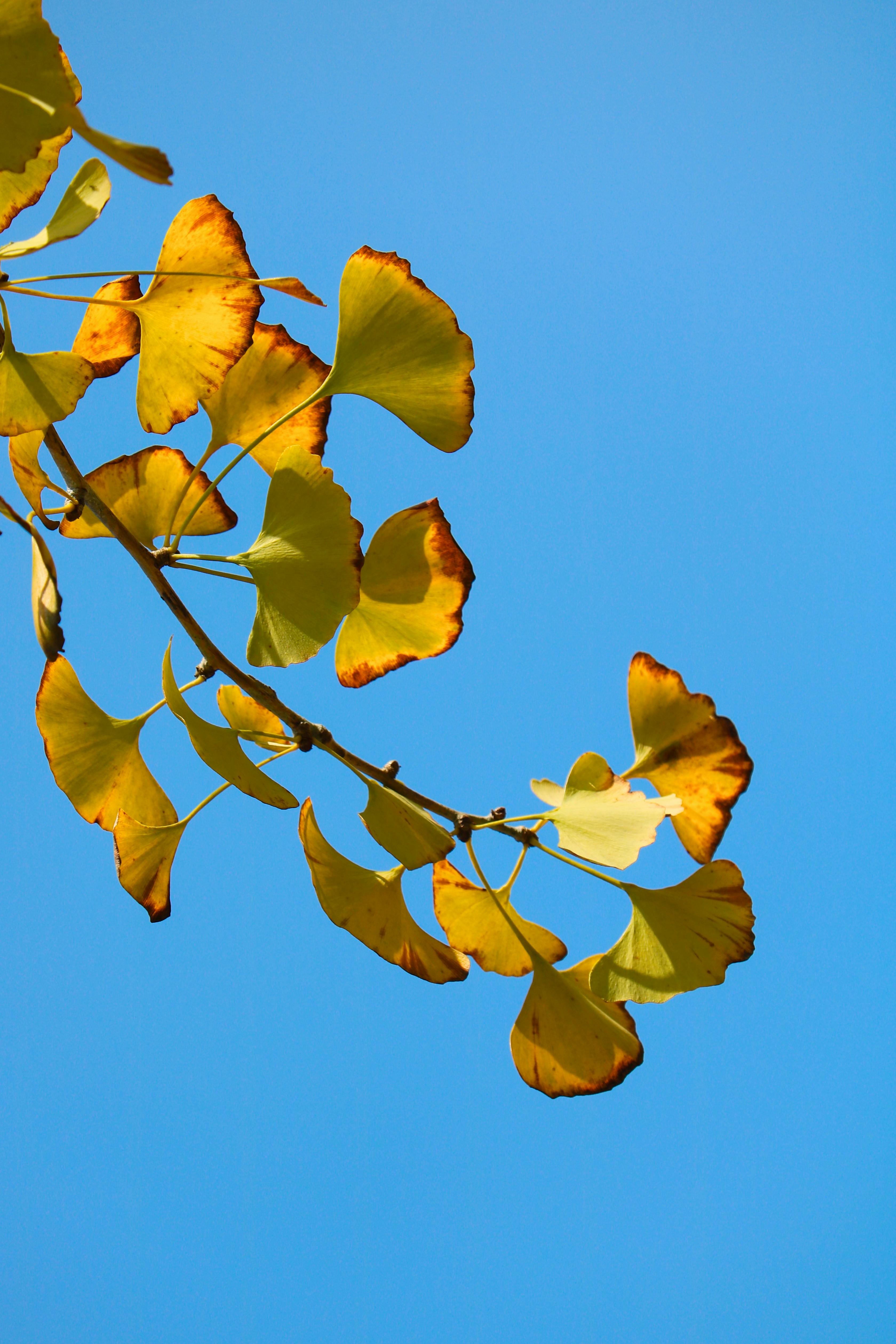 Photo of ginkgo leaves turning golden against a vivid blue sky, symbolizing fall.