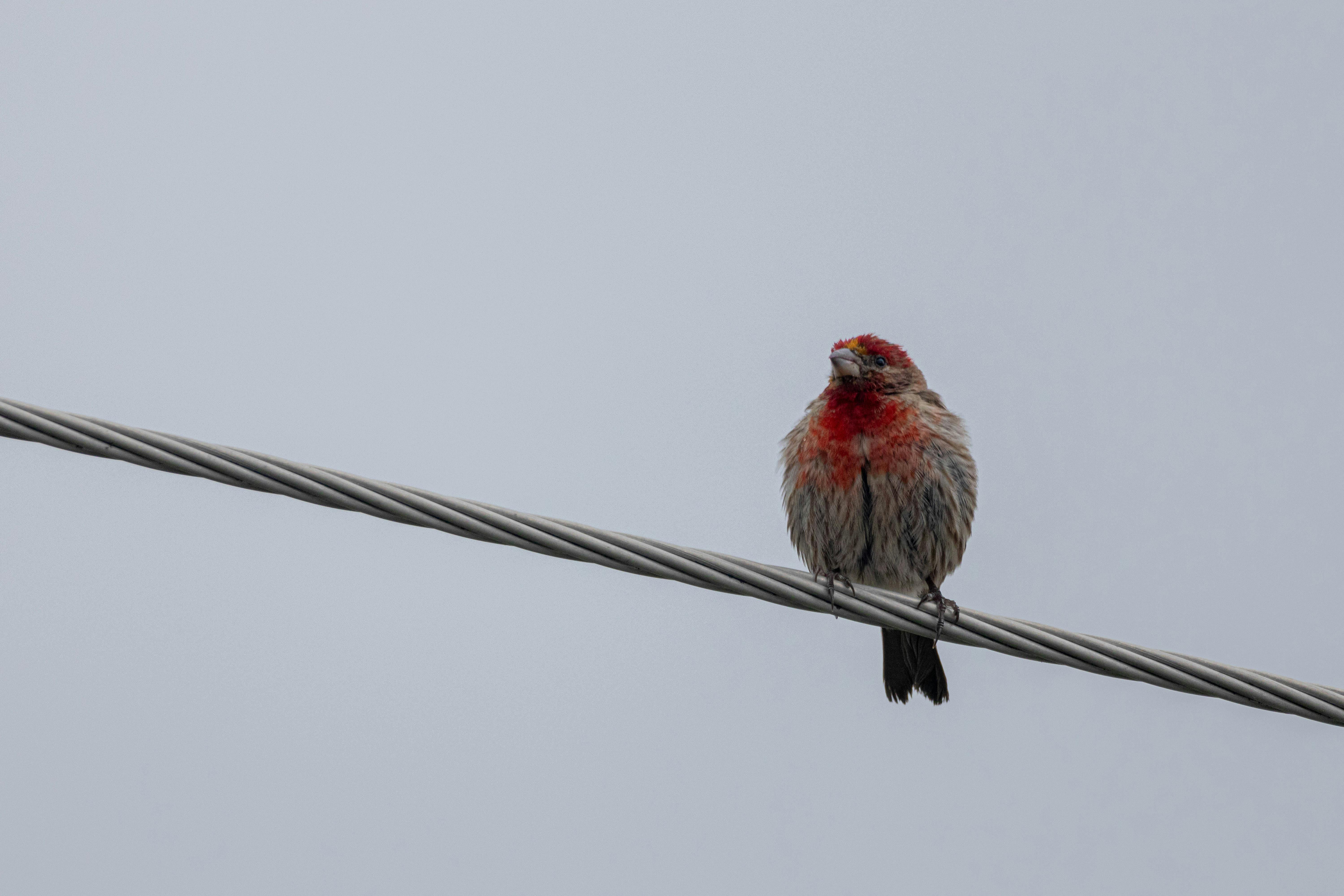 a small bird sitting on a wire with a gray sky