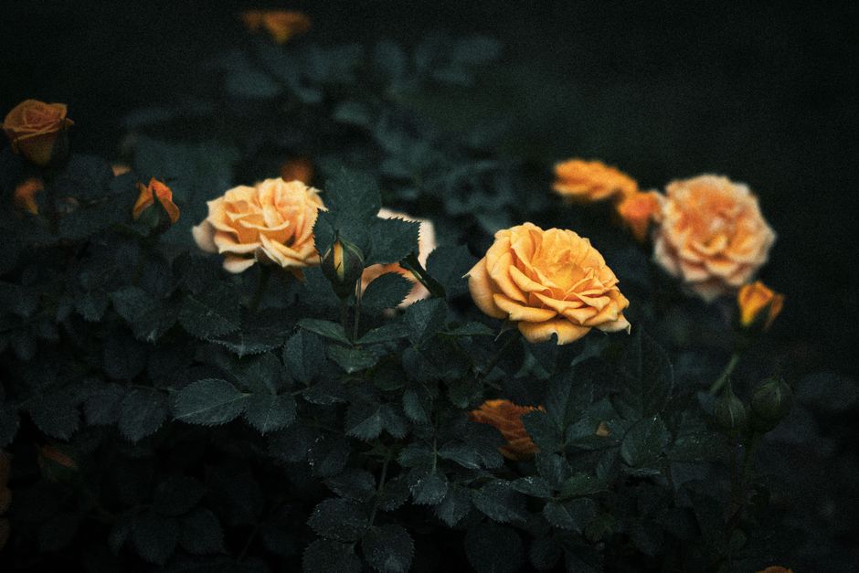Stunning yellow roses blooming in a lush Tehran garden, captured during summer's vibrant greenery.