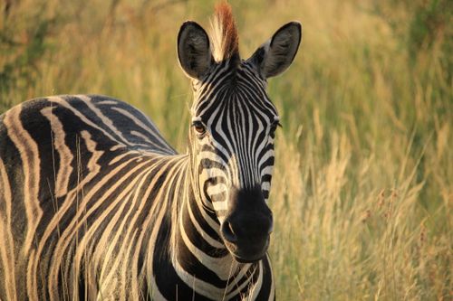 Free Close-up of a zebra in Pilanesberg National Park's open grasslands, South Africa. Stock Photo