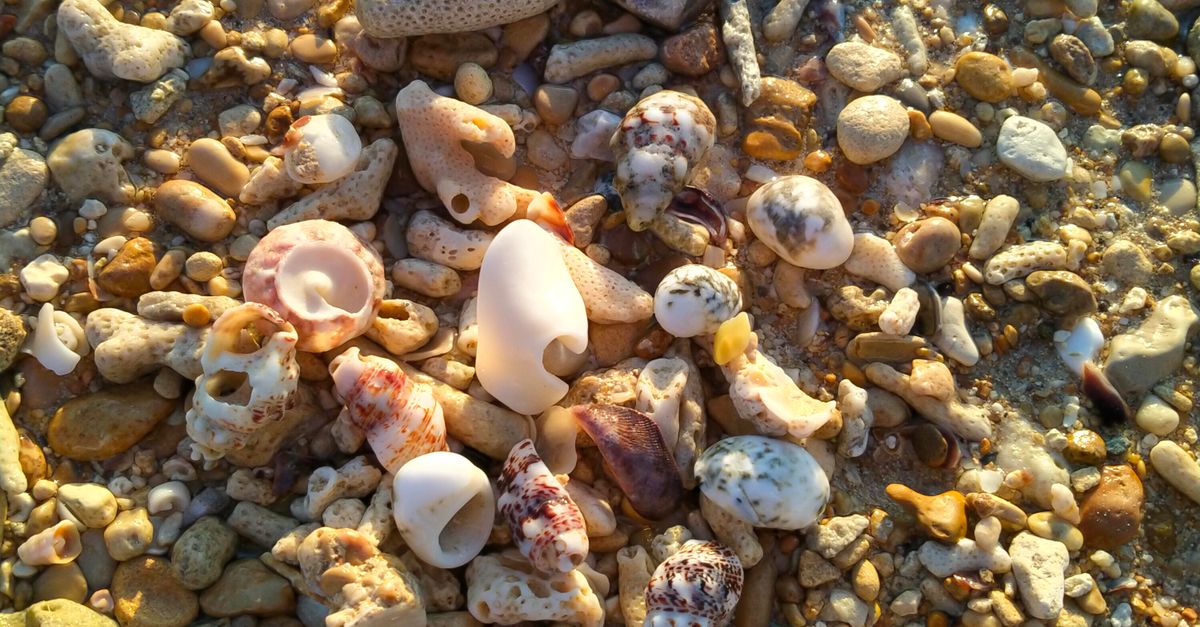 Shells And Rocks A beach with shells and rocks on the sand · Free Stock Photo
