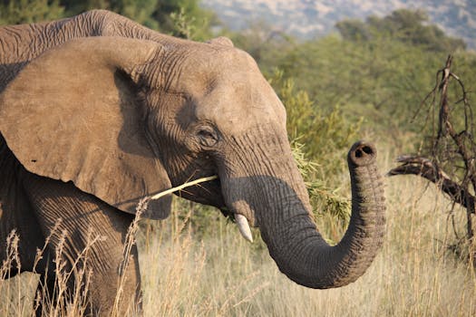Close-up of an African elephant in Pilanesberg National Park, showcasing its trunk and tusks.