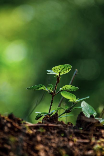 Fotomural Primer plano de un brote verde floreciendo en un jardín exuberante, simbolizando crecimiento y renovación.