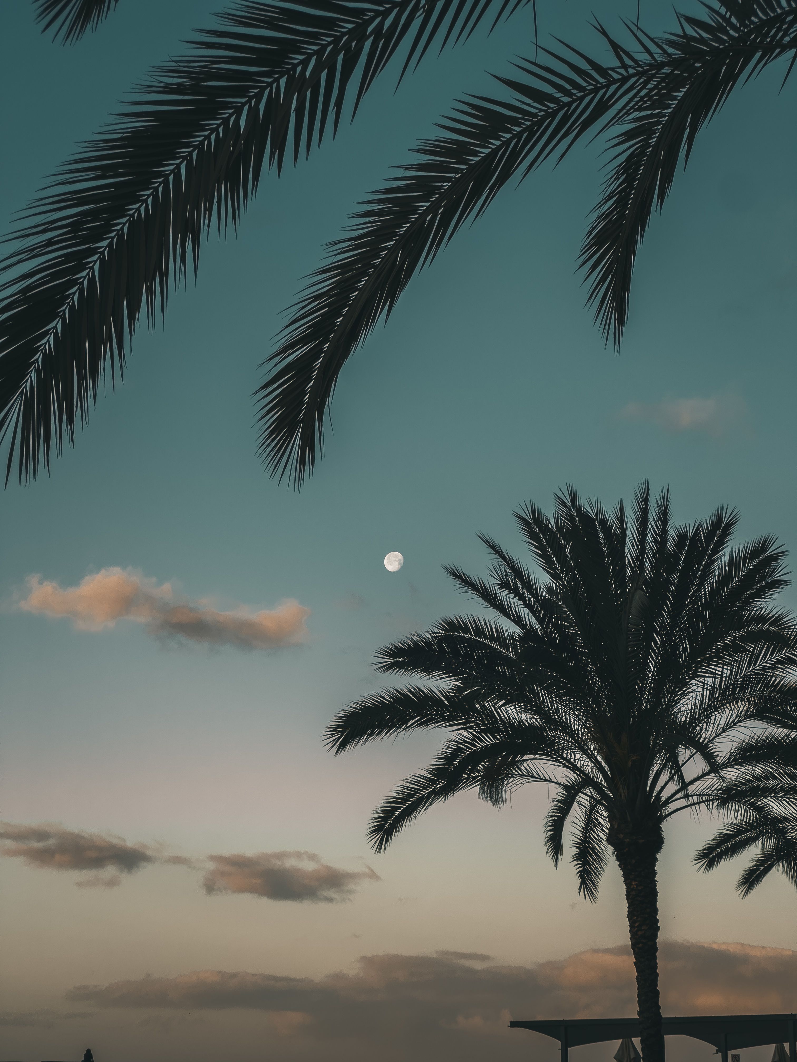 A photo of palm trees and the moon · Free Stock Photo