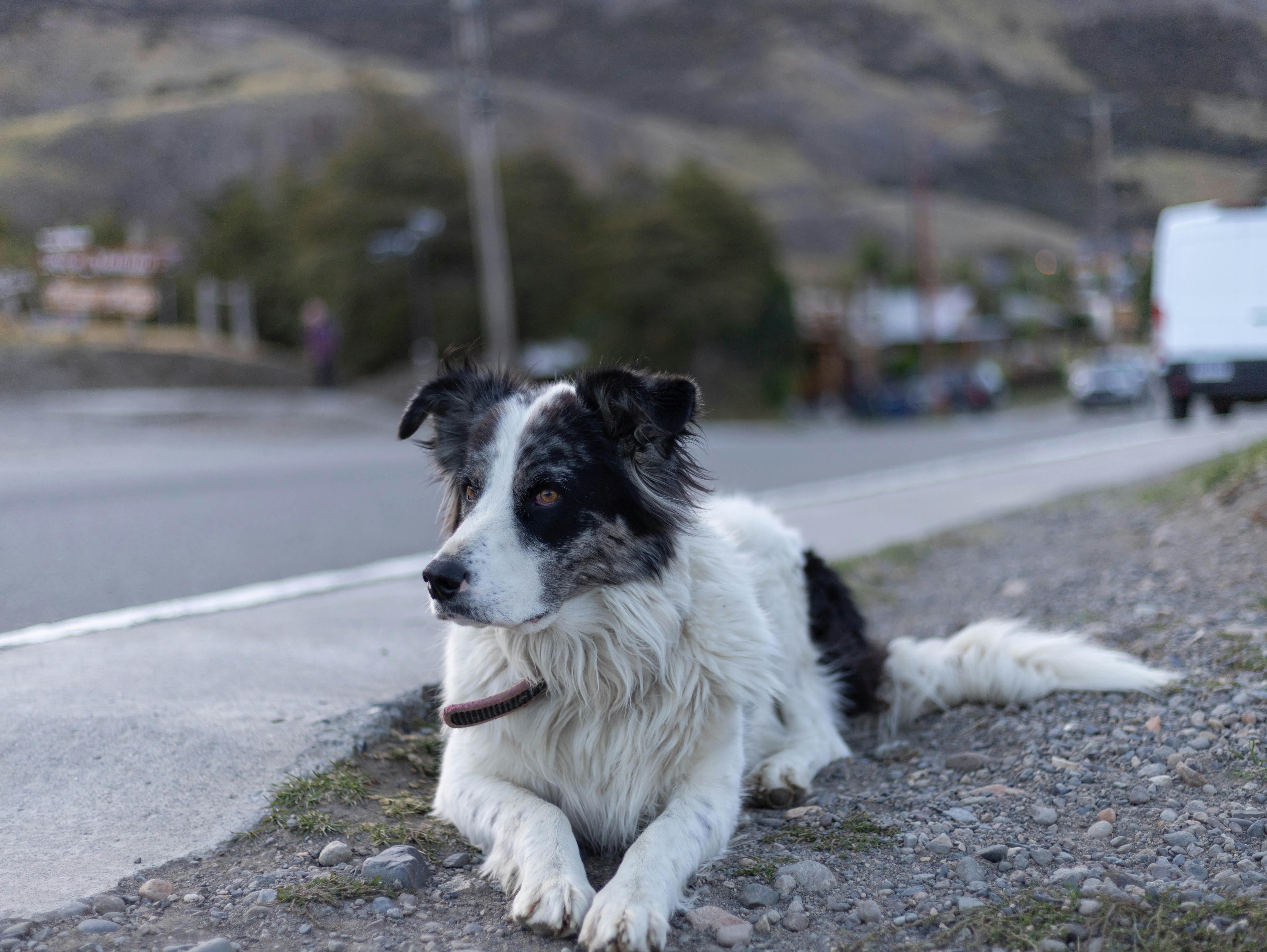 perros en la calle