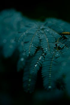 Close-up of fern leaves with rain droplets, creating a moody and atmospheric nature aesthetic.