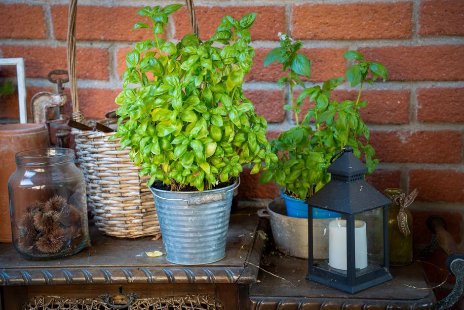 Plantas de manjericão em vasos decorativos, ideais para otimização de espaço.