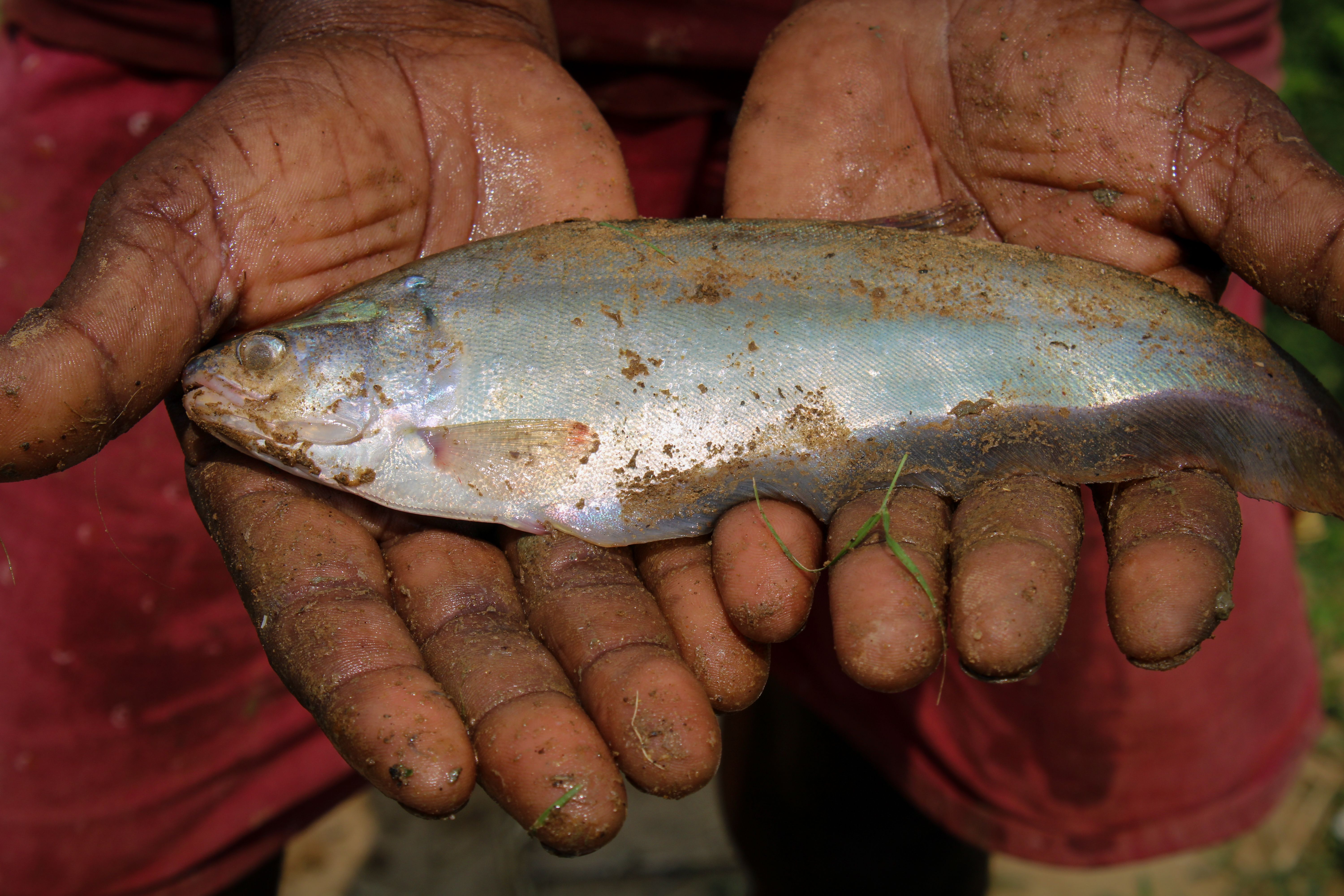 What is lady fish called in India? - The Institute for Environmental ...