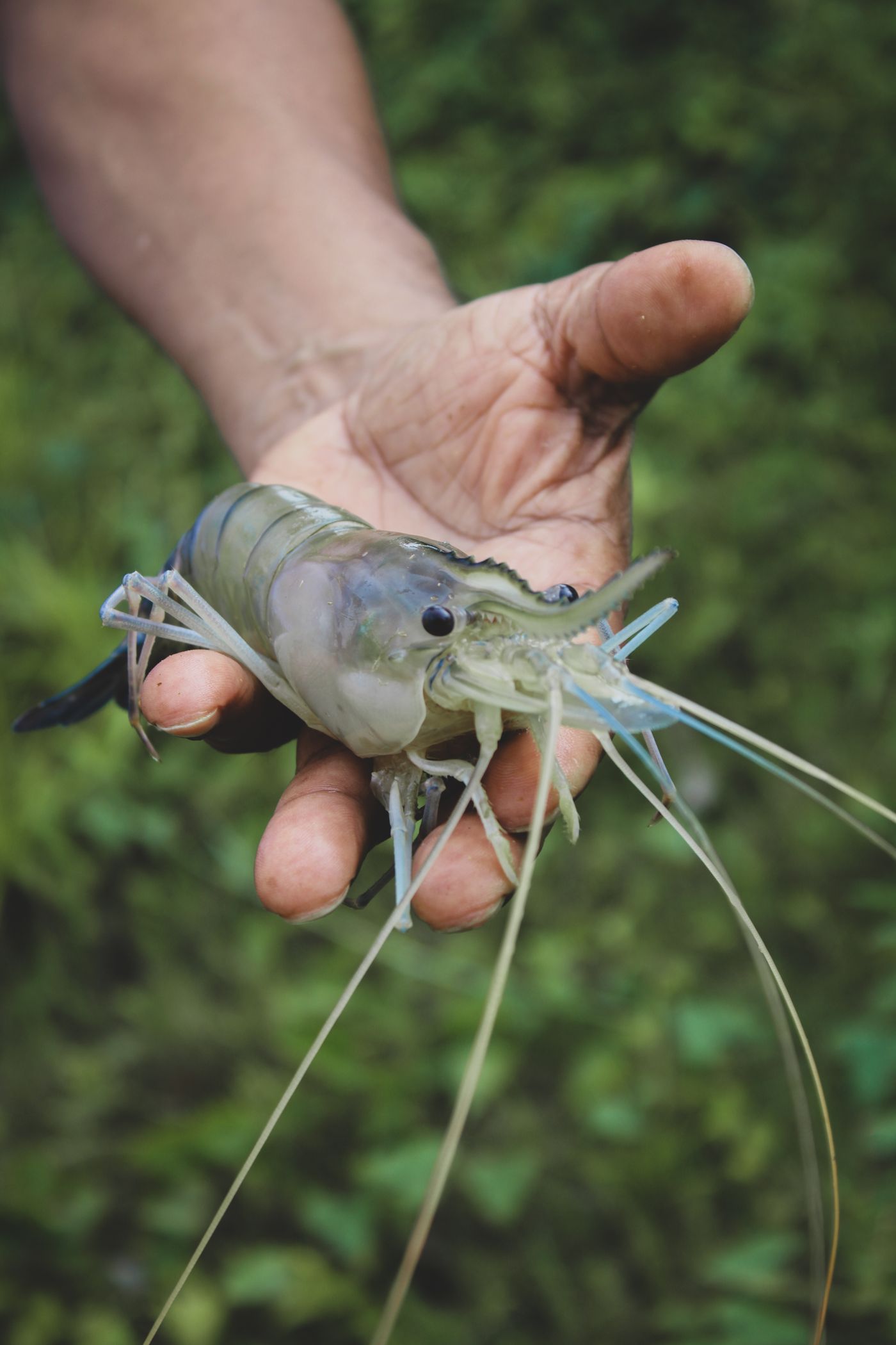 กุ้งก้ามกราม FAQ: รวมคำถามที่เกษตรกรถามบ่อย พร้อมคำตอบแบบใช้ได้จริง