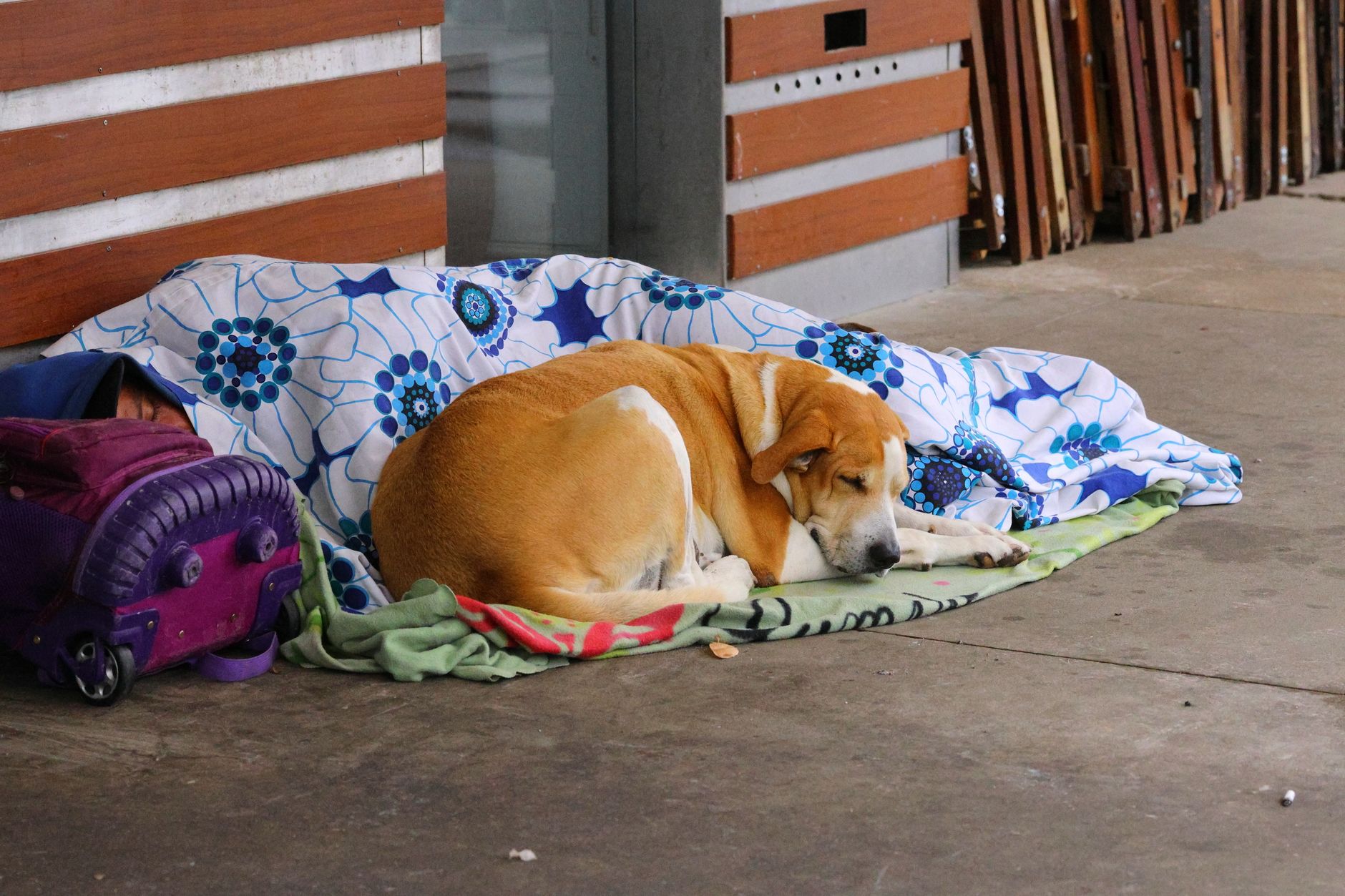 Shelter Dog Storm Sleeps on Concrete Despite Being Noticed