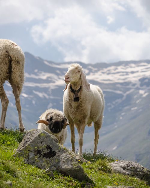 Free Sheep grazing on a lush hillside with snowy Austrian Alps in the background. Stock Photo