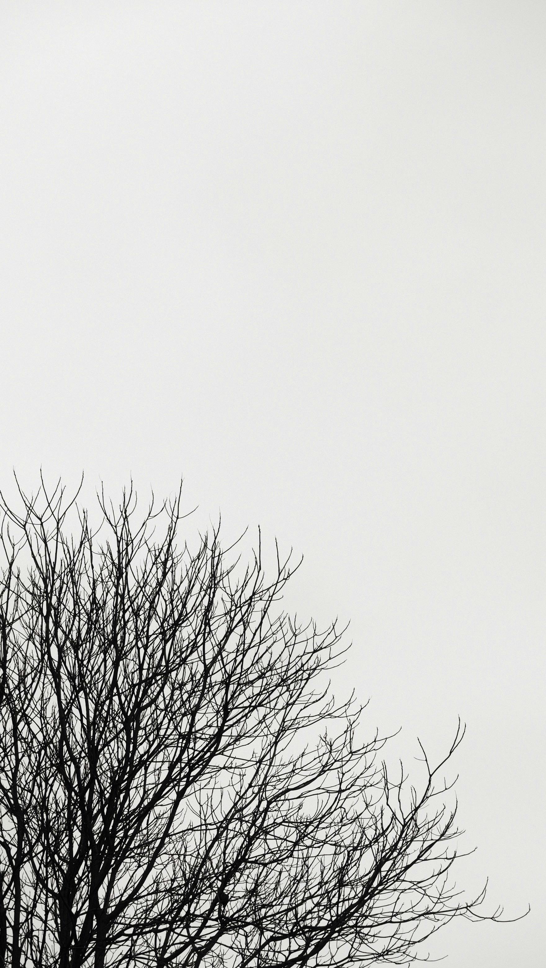 Gratuit Imagine de stoc gratuită din abstract, alb-negru, arbore Fotografie de stoc