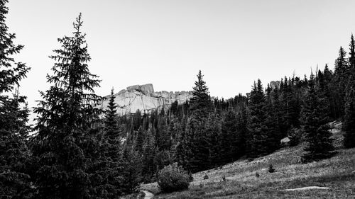 Free Serene black and white photo of a forested mountain landscape in Colorado. Stock Photo