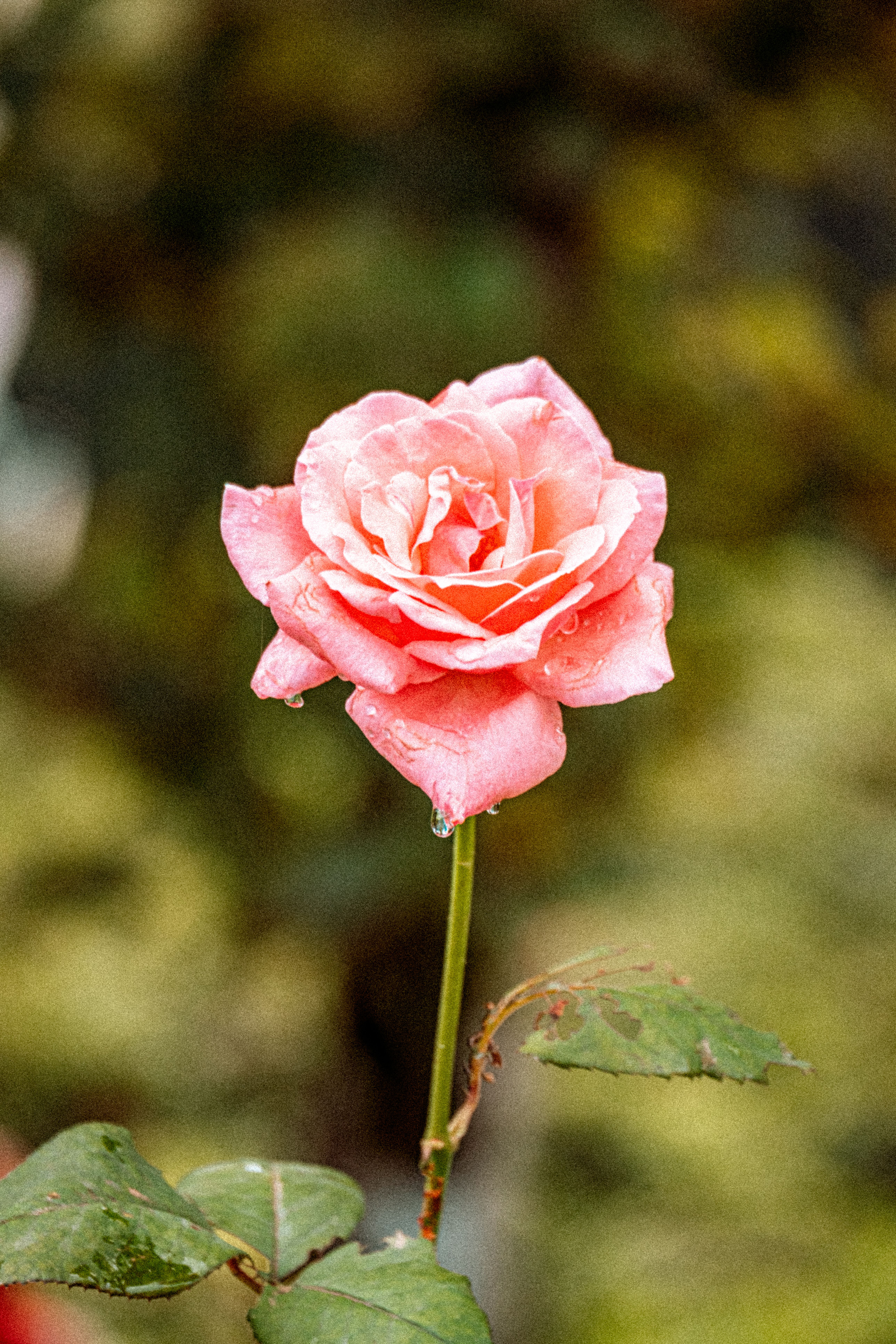A single pink rose is growing in a garden · Free Stock Photo