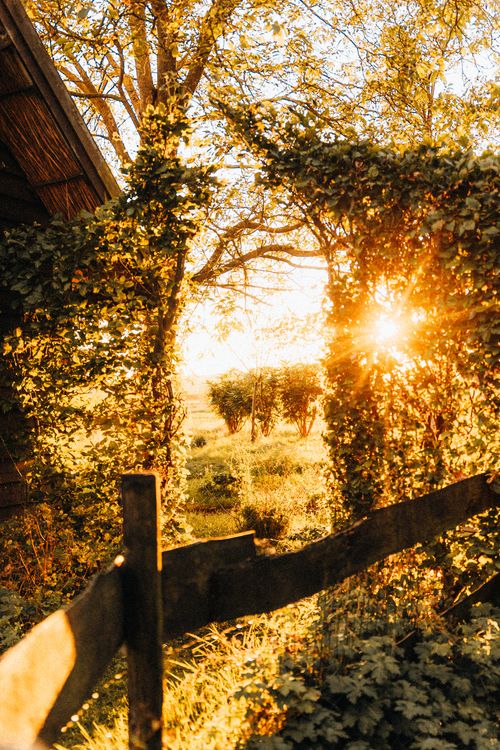 Free A warm, inviting scene of sunlight filtering through an archway covered in foliage, capturing the essence of a tranquil countryside morning. Stock Photo