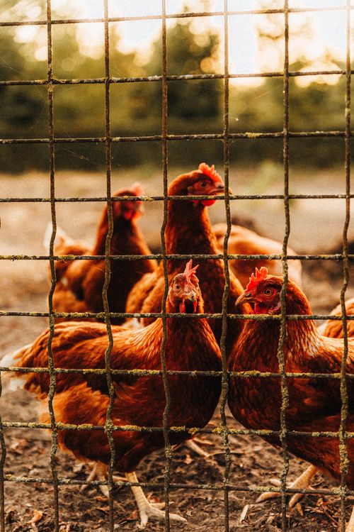 Free Chickens in a fenced coop at sunset, showcasing rural farm life and livestock behavior. Stock Photo