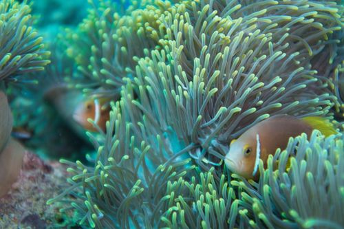 Free A vibrant clownfish peeks through anemone tentacles in a colorful coral reef. Stock Photo