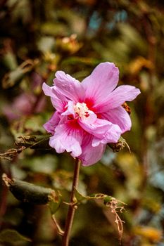 Close-up of a vibrant pink tropical hibiscus flower in full bloom outdoors.