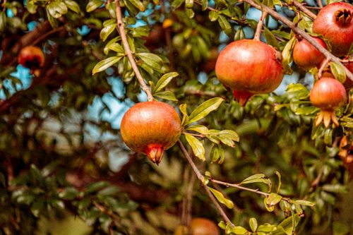 Free Close-up of ripe pomegranates hanging on a green branch, symbolizing fresh produce in autumn. Stock Photo