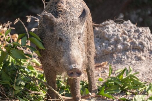 Wild boar
