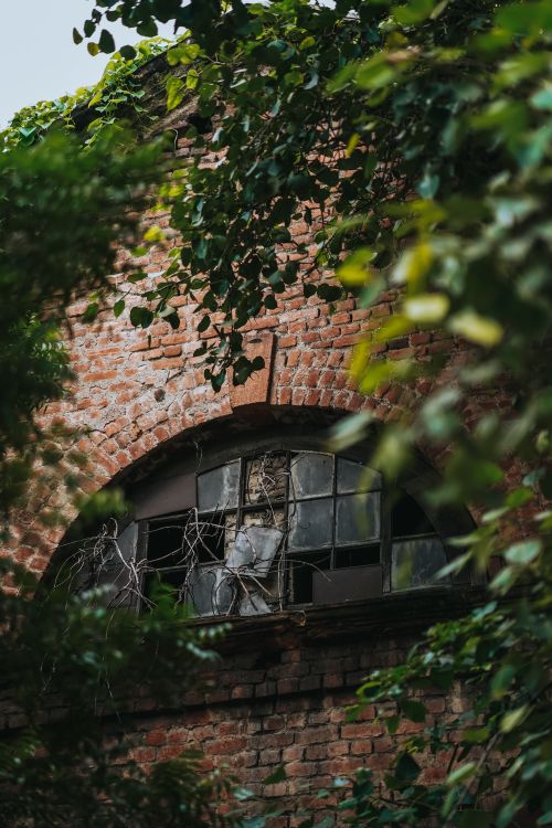 Free An old brick building with broken windows, covered in ivy and surrounded by foliage, suggesting abandonment. Stock Photo