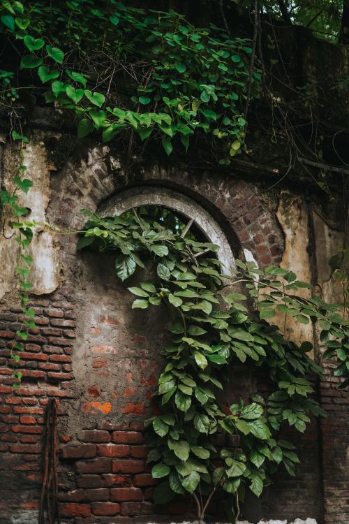 Free An ancient brick wall with leafy vines in Nagpur, India, creating a rustic and overgrown look. Stock Photo