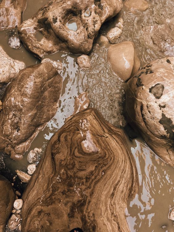 Rocks in Swamp · Free Stock Photo