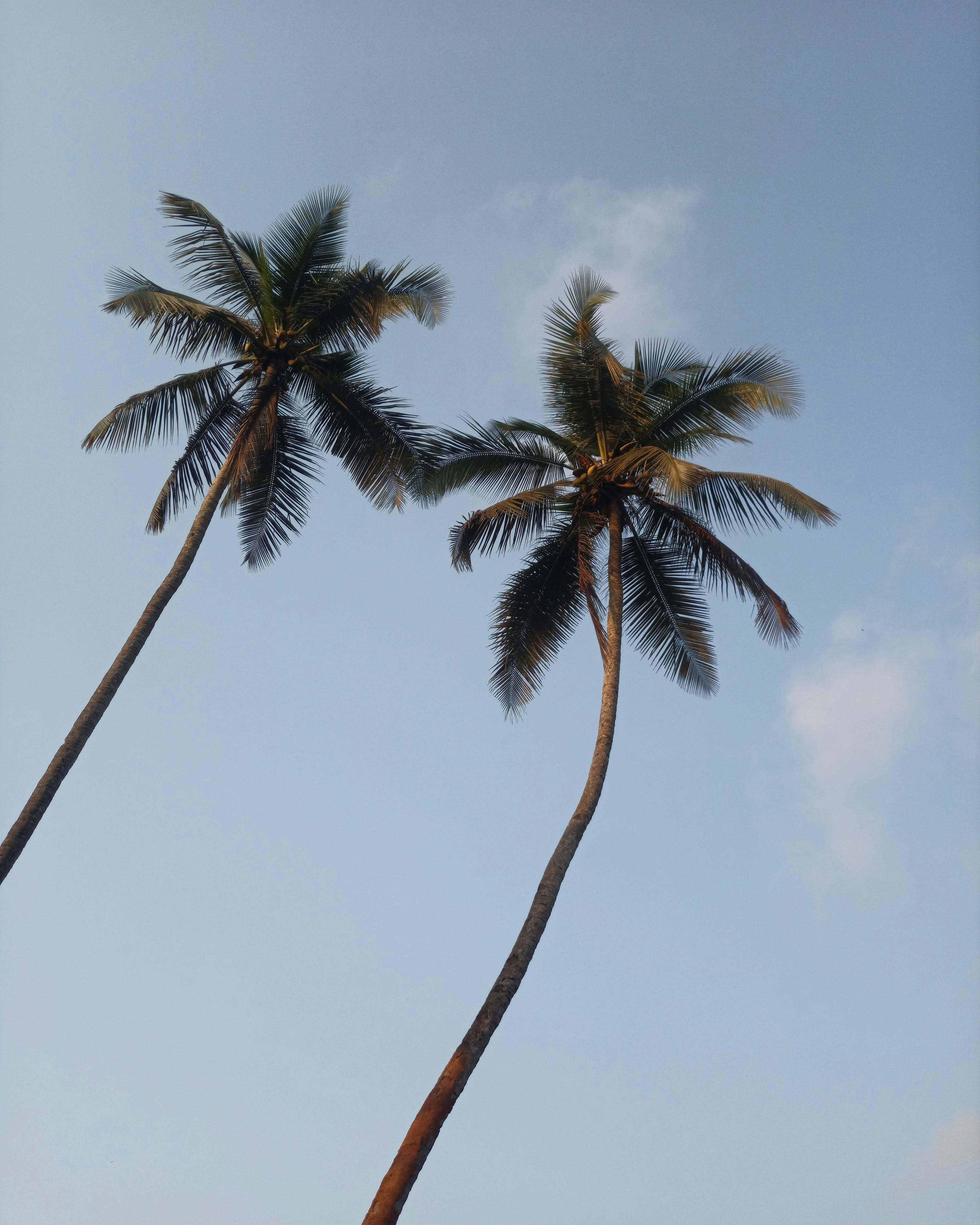 Two tall palm trees under a clear blue sky at Majorda Beach, Goa, India.