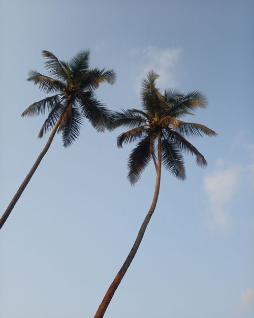 Free Two tall palm trees under a clear blue sky at Majorda Beach, Goa, India. Stock Photo