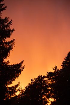 Pine trees silhouetted against a vibrant orange sunset, creating a dramatic and serene scene.