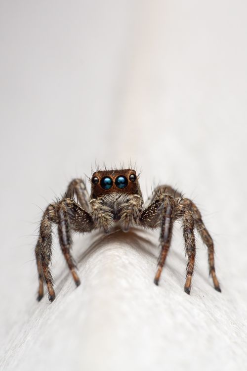 Free Detailed macro photo of a jumping spider showcasing its unique eyes and hairy body. Stock Photo