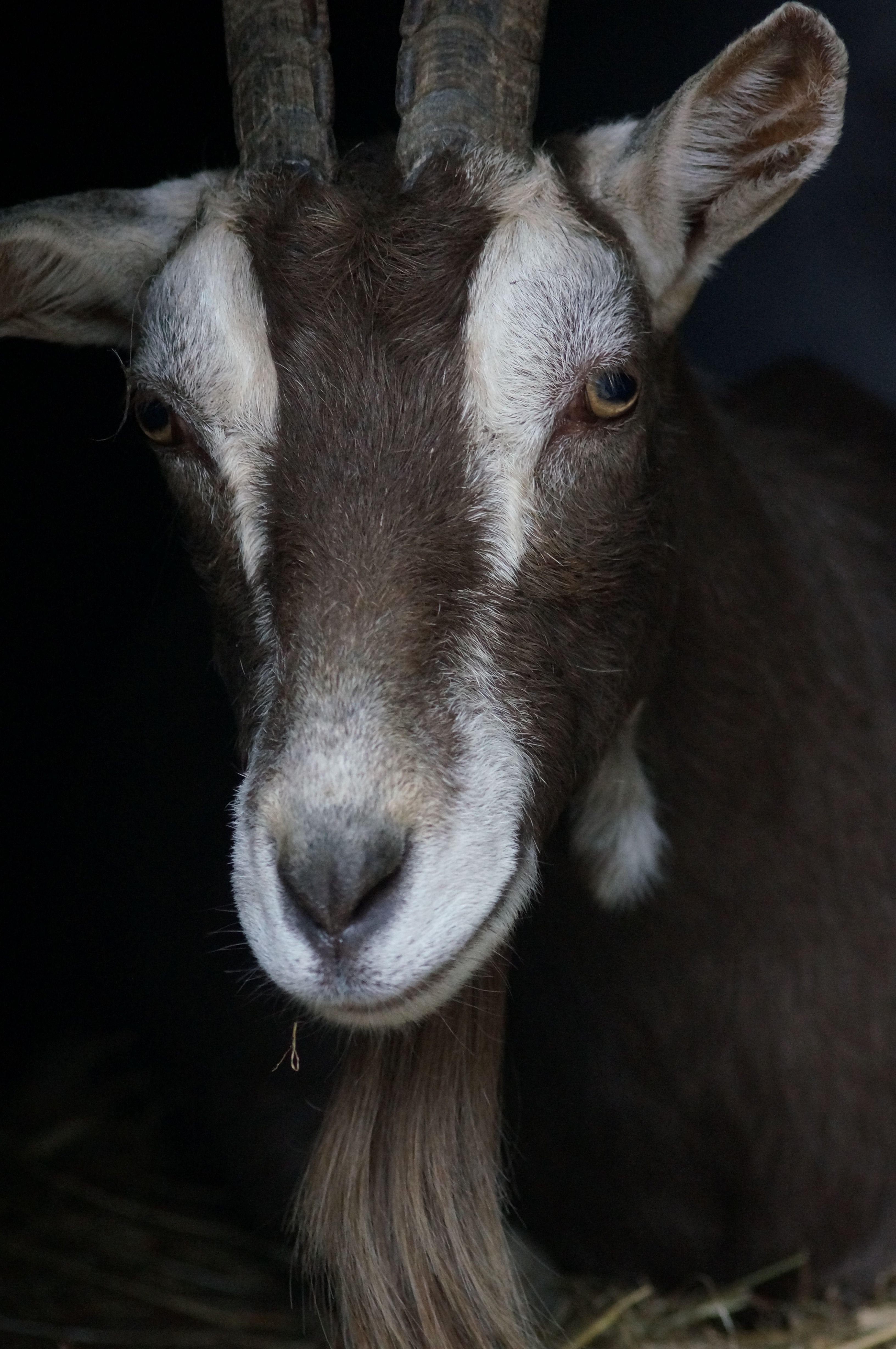 Detailed portrait of a brown goat with striking horns and fur texture, perfect for wildlife and farm themes.