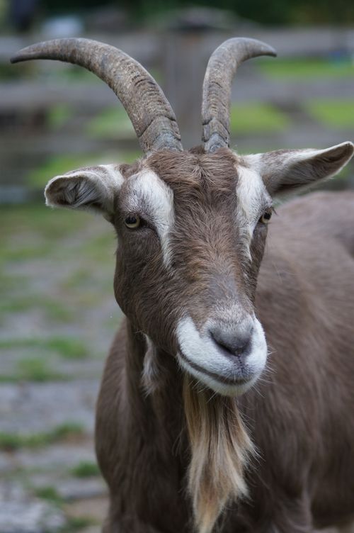 Free Close-up of a brown goat with prominent horns and beard outdoors. Stock Photo