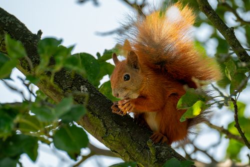 Free A cute red squirrel munches on a nut while perched on a tree branch in the park. Stock Photo