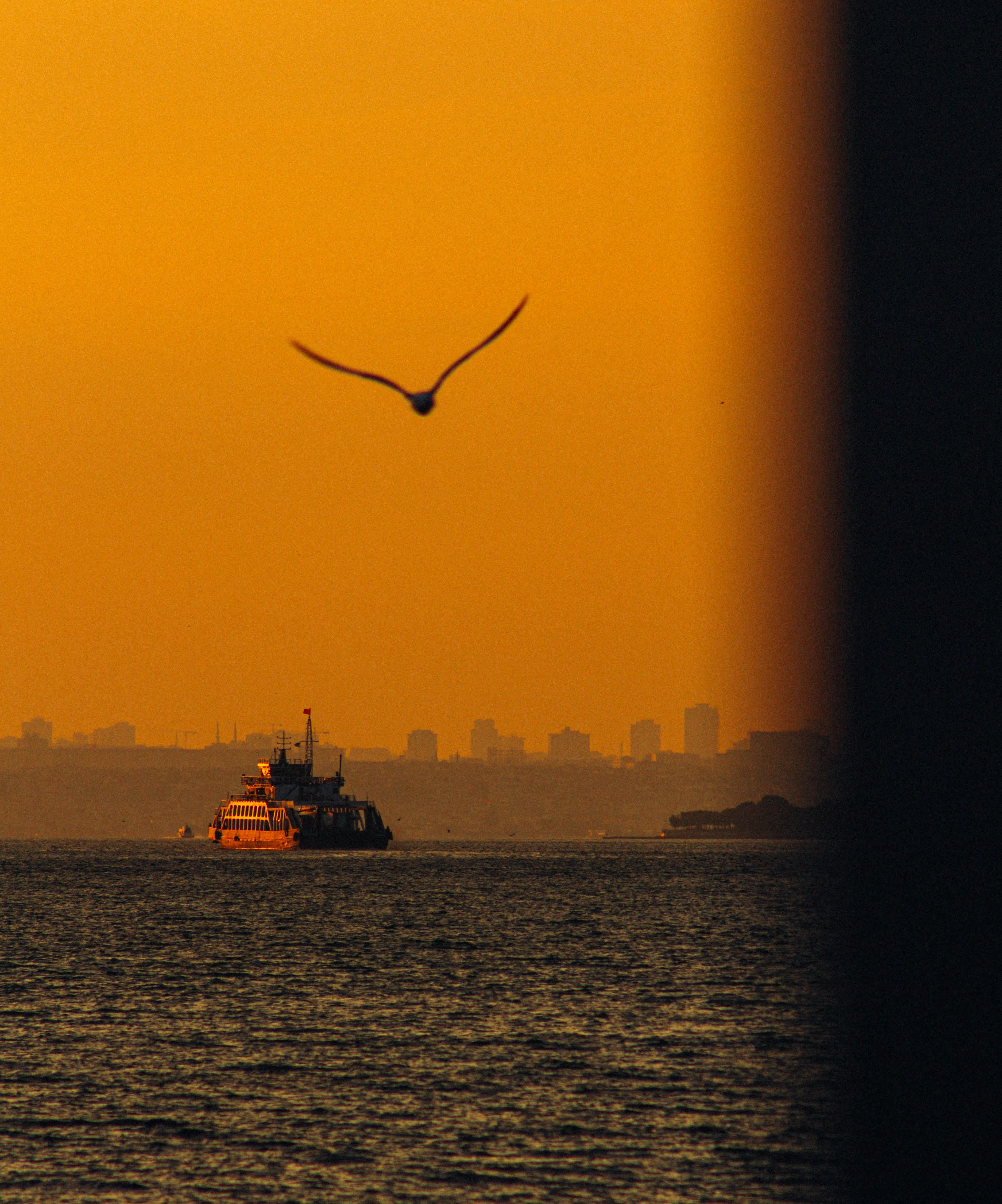 a bird flying over a boat in the water