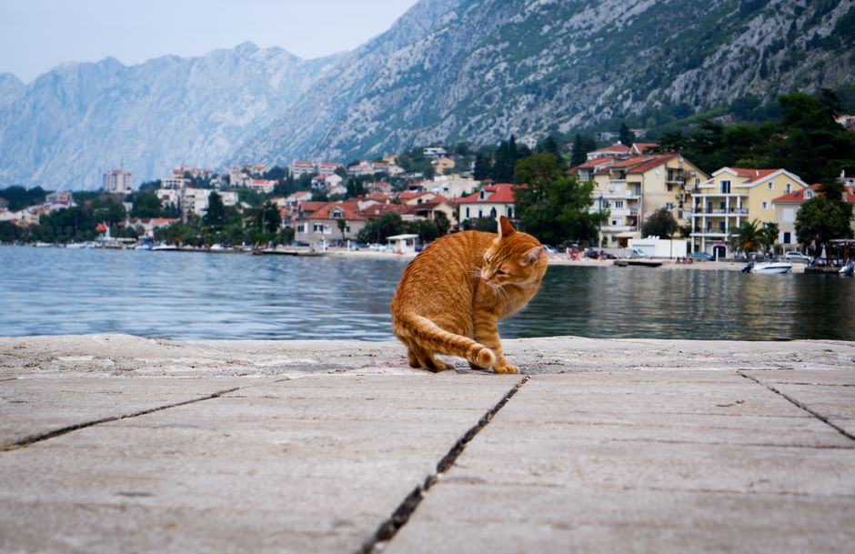 A ginger cat on a seaside promenade with a picturesque coastal town in the background.