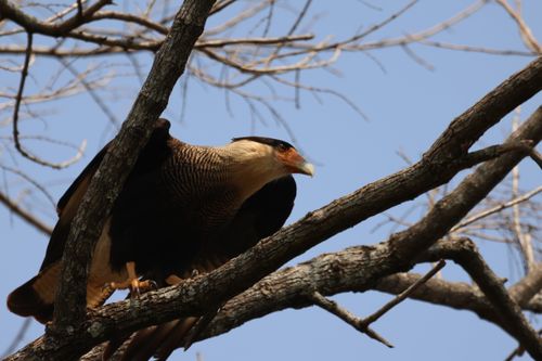 Free Crested Caracara bird perched on a bare tree branch against a clear blue sky in winter. Stock Photo