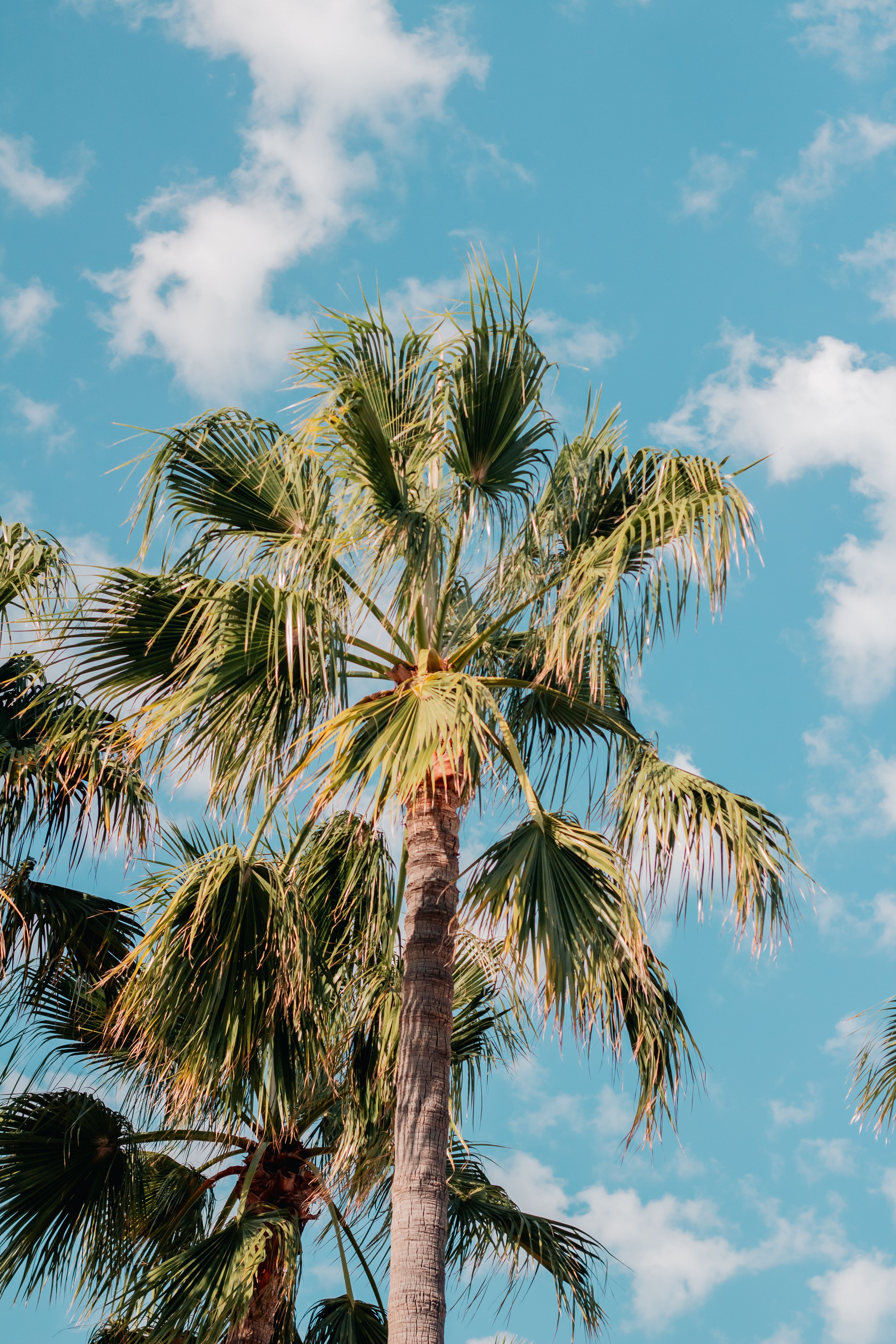 A sunny view of palm trees reaching into a vibrant blue sky in Mallorca, Spain.