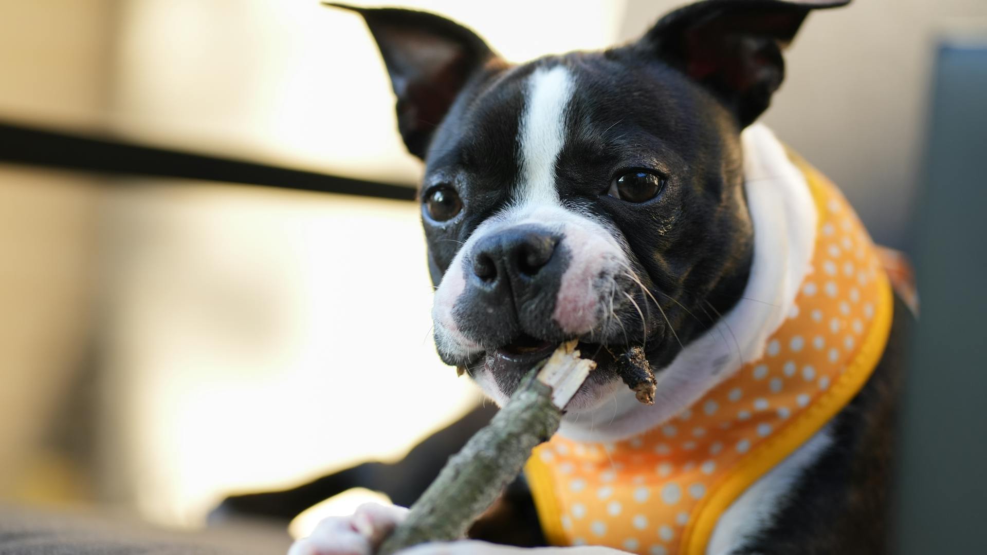 Portrait of Boston Terrier in Costume